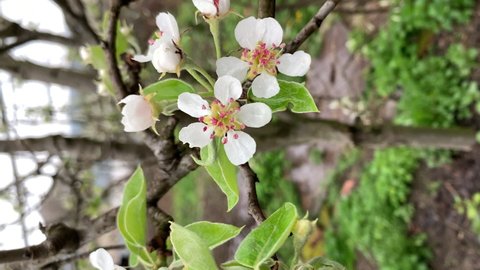 Blooming pear tree, white flowers on a branch of a pear tree, close-up. Vertical footage. Selective focus. 