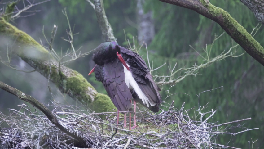 Two Black storks (Ciconia nigra) in spring, nesting. Sorts and cleans feathers. Old green forest in national park. Black storks are rear birds in Europe.