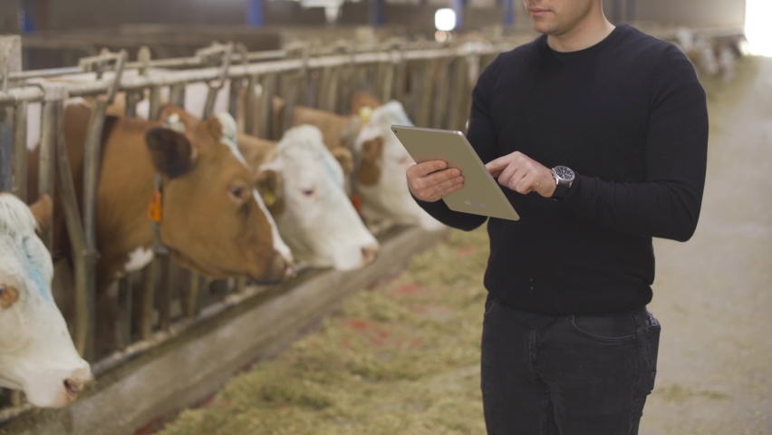 Farmer with tablet at modern dairy farm.
Farmer looking at cow in modern barn and taking notes on tablet.
