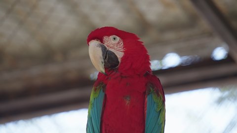 Footage Macaw parrot in zoo.