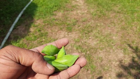 Green Almond. It's other name Prunus amygdalus and Prunus dulcis. The almond is also the name of the edible and widely cultivated seed of this tree. Indian Almond fruits. Raw Almond.