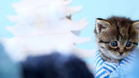 Kitten and winter.Kitten in scarf.Winter clothes for cats.Little scottish kitten in a striped scarf on a light blue background.Striped gray funny kitten and winter accessories. High quality footage