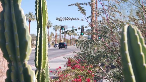 Palm trees, flowers and cactus, sunny Palm Springs city street, vacations resort near Los Angeles, California valley nature, travel USA. Arid climate plants, desert oasis flora, summer road trip vibes