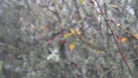 Water drops on spiders web, autumn leafless trees in forest, foggy rainy grey weather. Droplets in fall wind on spiderweb, bare branches or dry twigs in moss close up. California flora, USA plants.