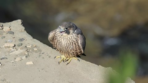 Peregrine Falcon
(Falco peregrinus) bird