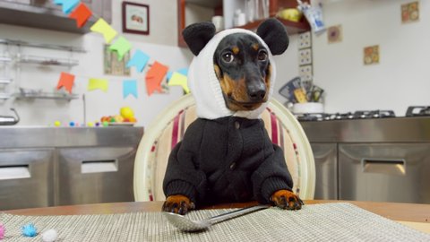 A cute black dachshund puppy dressed in a panda costume is sitting at the table against a spoon and waiting for a gala dinner in honor of his birthday.