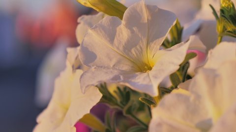 Close-up video of a beautiful white petunia flowers swaying in the wind on the beautiful sunny day