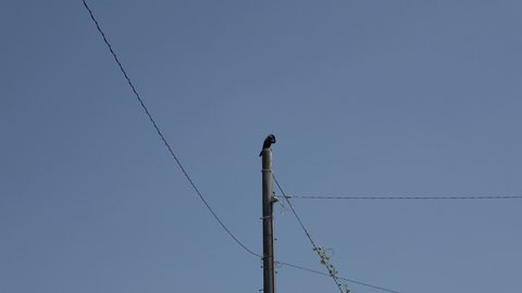 There is a great cormorant on the tree. It shakes his throat, squeals many times, and defecates.