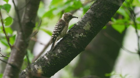 Japanese Pygmy Woodpecker Feeding on Caterpillar in Mountain Forest