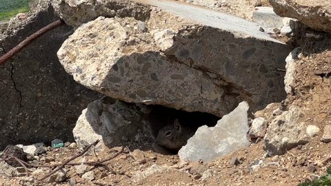 4K HD video of ground squirrel in burrow under rocks, peeking out briefly. CA ground squirrels are often regarded as a pest in gardens and parks, since they will eat ornamental plants and trees.