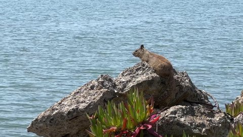 4K HD video one ground squirrel sunning on coastal rocks. California ground squirrels are often regarded as a pest in gardens and parks, since they will eat ornamental plants and trees.