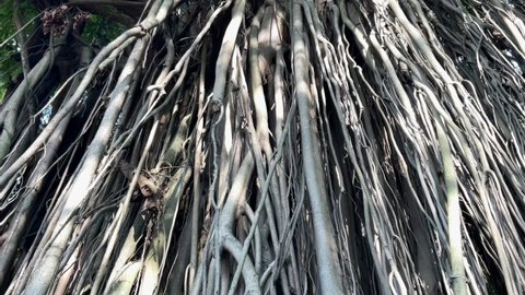 Amazing Banyan tree roots with many trunk and branch in the tropical forest