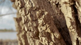 bark texture tree pattern. nature landscape tree close-up concept. dry tree bark abstract tree in lifestyle park landscape nature concept - Powered by Shutterstock - Get 15% off with code: PIKWIZARD15