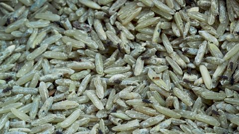 Rice weevil infestation to old rice grains