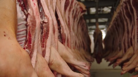 Pigs in the slaughterhouse, dead pigs hanging on a hook. Modern Factory for the production of meat. Pork. Livestock raising. Farm. Pig breeding. Fatty pork carcasses hang in freezer. Warehouse. Pork