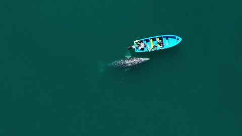 Aerial view of two whales swimming near boat with tourists at Guerrero Negro bay, Mexico