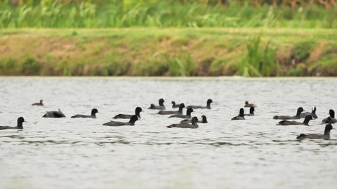 Flock of Eurasian Coot birds on the lake ( Fulica Atra )