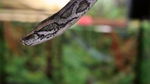 close-up of python head. Big python showing tongue in terrarium.