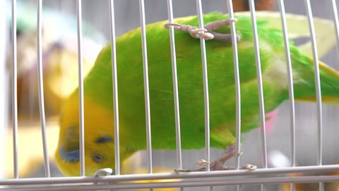 Funny adult wavy green parrot hangs upside down holding onto the bars of a bird cage. Bird Market. Raising exotic birds at home.Selective focus