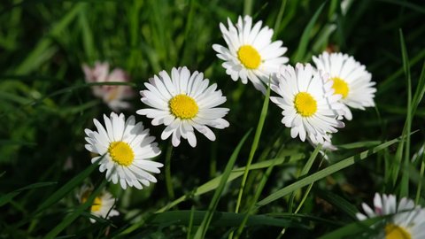 White daisy flowers close up growing in the field. White daisies in the top view of the meadow. daisy flower meadow in sunshine from above. Daisies fresh flowers in springtime, floral background