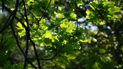 Oaktree brunches in daylight. Green oak leaves on a branch. The foliage of the trees against the blue sky. Spring oak leaves in sunlight. Spring oak leaves on a dark background. Tree branches