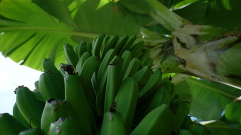 Banana tree plantation and banana flower