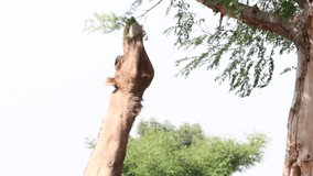 Close-up footage of a camel eating a leaf cut from a tree branch, india