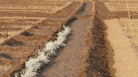 Close-up footage  of wet irrigated field, india
