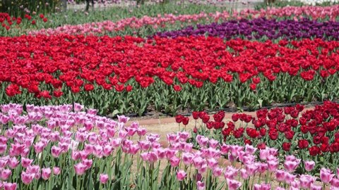 A garden with colorful tulips swaying in the wind