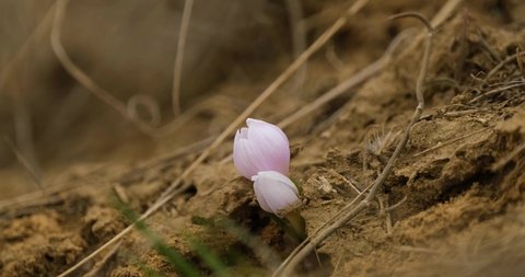 Colchicum or Colchicum ancyrense flower blooms in the steppe