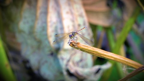 A large dragonfly lands on a twig. Beautiful blue background Dragonfly flutters its wings as the wind makes him loose his balance. it appears that he is looking at the camera.