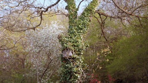 An old birdhouse on a tree braided with ivy