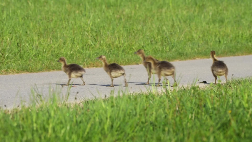 concerned Graylag goose with her new born babies crossing a road