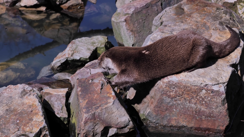 Eurasian otter (Lutra lutra) is a predatory mammal of Eurasia. Lives near lakes and rivers, feeds on fish.