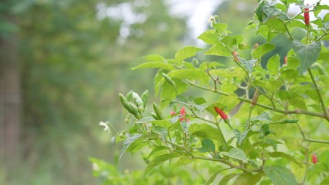 red bird's eye chili tree or green guinea peppers and thai pepper in green garden background or paprika agriculture farm for fresh chilli in spicy food with nature bug or insect also known as capsicum
