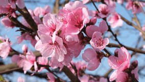 A blooming peach orchard. Pink peach blossoms close-up against the blue sky. Soft morning light. Awakening of nature concept. The romantic beauty of spring blooming. Spring natural pastel background