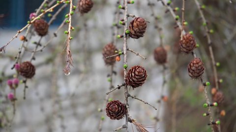 Hanging branches of larch with bunches of young green needles and male and female inflorescences on them in early spring. Raindrops flow down from the branches. Purple cones on a coniferous tree