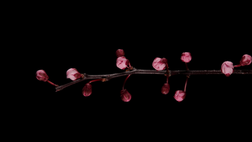 4K Time Lapse of flowering Cherry flowers on black background. Spring timelapse of opening Sakura flowers on branches Cherry tree. Royalty-Free Stock Footage #1089595875