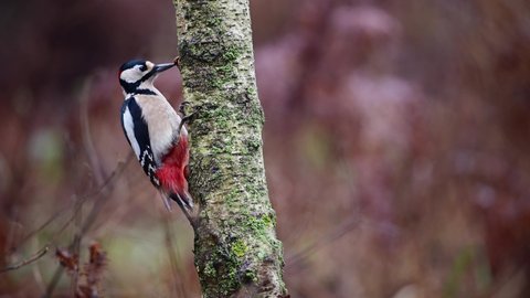 Great spotted woodpecker sits on birch trunk and pecks at hazelnut, woodpecker forge, winter, north rhine westphalia, (dendrocopos major), germany