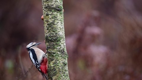 Great spotted woodpecker sits on birch trunk and pecks at hazelnut, woodpecker forge, winter, north rhine westphalia, (dendrocopos major), germany