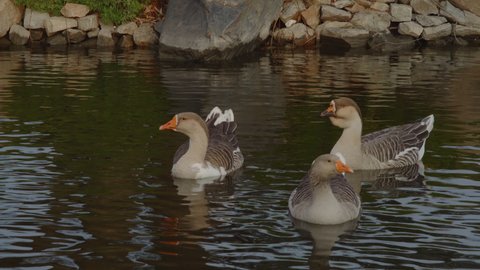 Three gray geese swim in a small lake in a city park