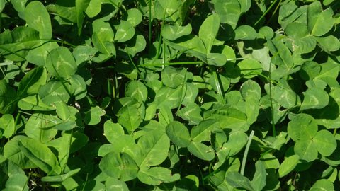 Top view grass clover. Green leaves pattern, leaf Shamrock or water clover background. Green clover patch. 