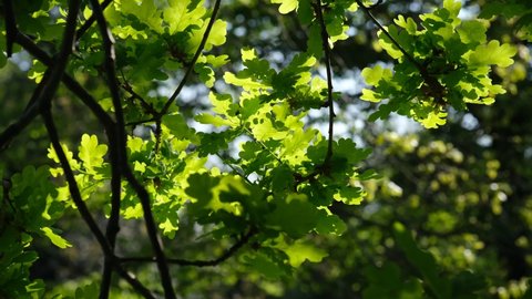 Oaktree brunches in daylight. Green oak leaves on a branch. The foliage of the trees against the blue sky. Spring oak leaves in sunlight. Spring oak leaves on a dark background. Tree branches