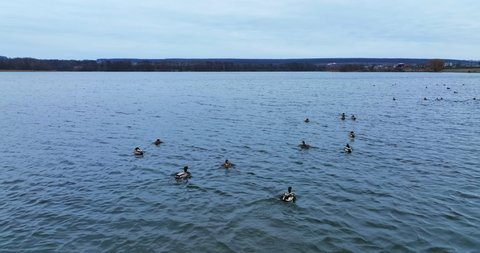 Beautifully plumaged wild ducks swimming on the lake. Large group of mallard birds scattered by the water surface. Dark bank at backdrop.