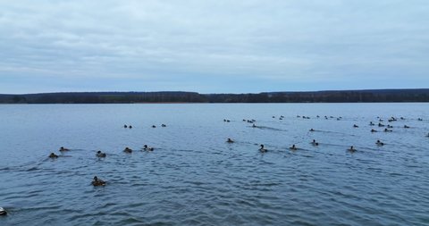 Some mallard duck rise into air and descend on the river again. Big group of aquatic birds resting on the water. Grey day backdrop.
