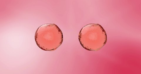 Animation of the fusion of two drops of pink serum or vitamins from three active components. A bright pink sphere of oil, cream, tonic, serum or cosmetics for face or body care.Close-up of a