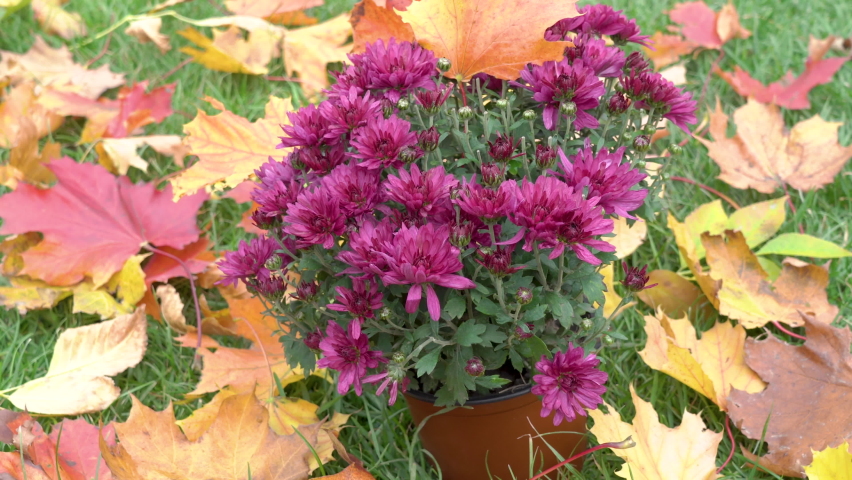 chrysanthemum flowers with autumn leaves,autumn background with flowers and maple leaves on the grass - Powered by Shutterstock - Get 15% off with code: PIKWIZARD15