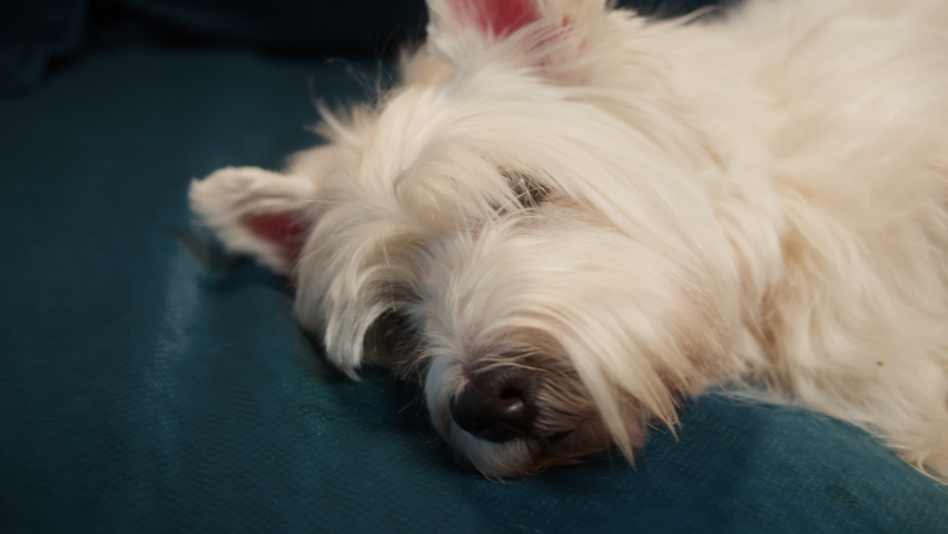 Man petting his dog close-up. Owner stroking West Highland White Terrier on sofa, obedient Westie puppy relaxing, breathing with tongue out. Happy domestic animals, little best friends. Royalty-Free Stock Footage #1089602621