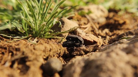 Dung beetle mating in nature | entomology.
Mating insects in spring.
Pair of beetles.
insect, bugs, bug.
Animals, animal.
wildlife, wild nature