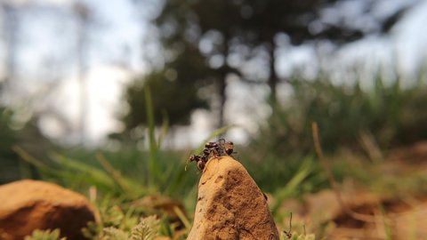 Exit of the winged ant queens under the protection of guard and worker ants.
Ant queen ascending to top of a stone then flying off.
New queen ant fly, European wood ant.
Honey ants.
Insects, bugs